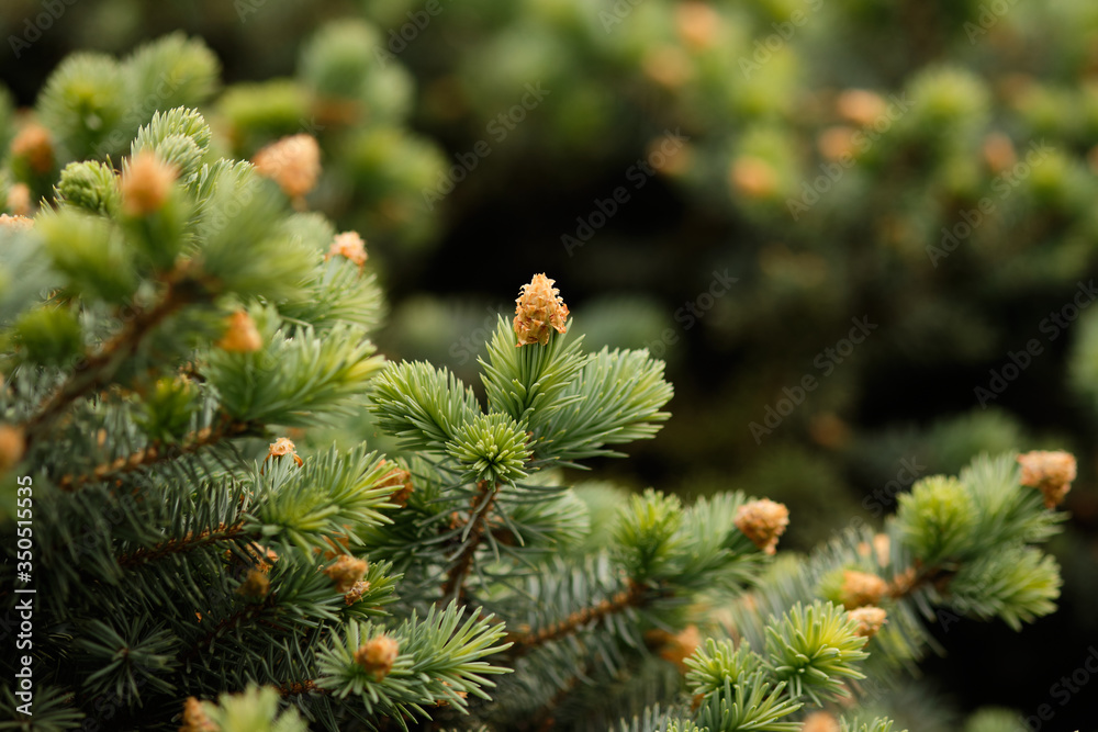 green needles plants tree christmas tree in a botanical garden green needles plants tree christmas tree in a botanical garden