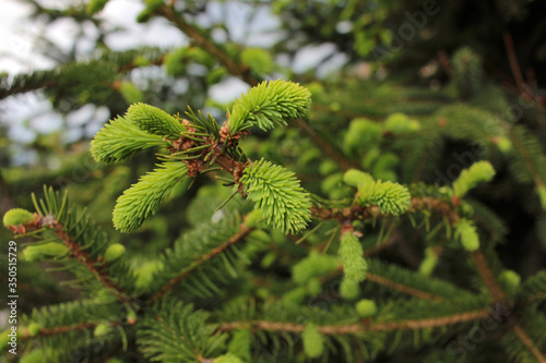Spruce tips in the spring. Close-up of buds and young green conifer cones