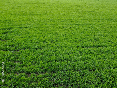 Background of green wheat on the field