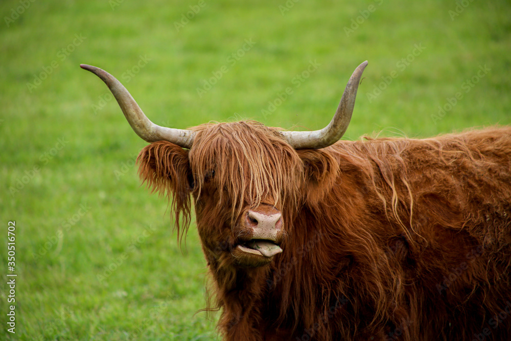 Scottish Higland cattle