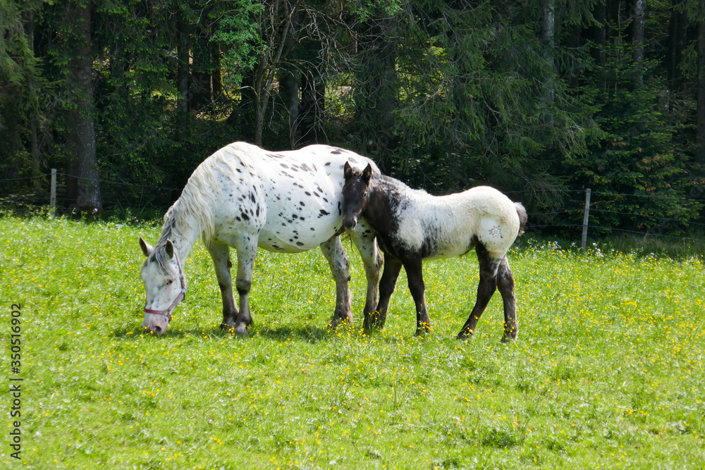 Big beautiful horse with spots and a little foal on a farm. Knabstuppper horse, similar to a Delmatian. Big beautiful horse with spots and a little foal on a farm. Knabstuppper horse, similar to a Delmatian.