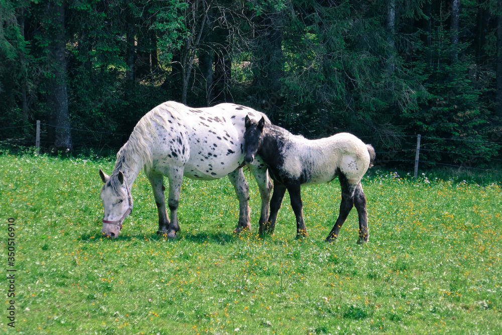 Big beautiful horse with spots and a little foal on a farm. Knabstuppper horse, similar to a Delmatian. Big beautiful horse with spots and a little foal on a farm. Knabstuppper horse, similar to a Delmatian.