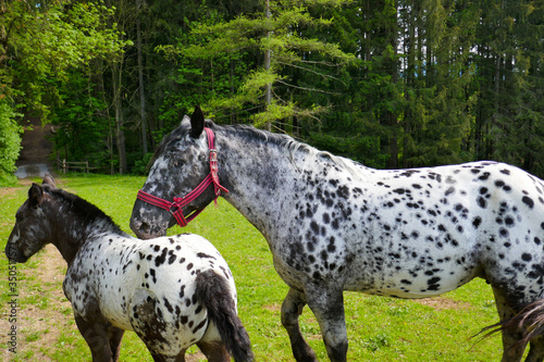 Big beautiful horse with spots and a little foal on a farm. Knabstuppper horse, similar to a Delmatian.