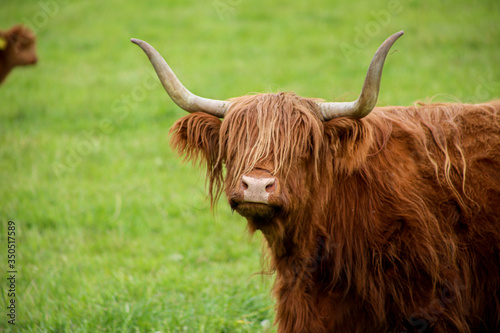 Scottish Higland cattle