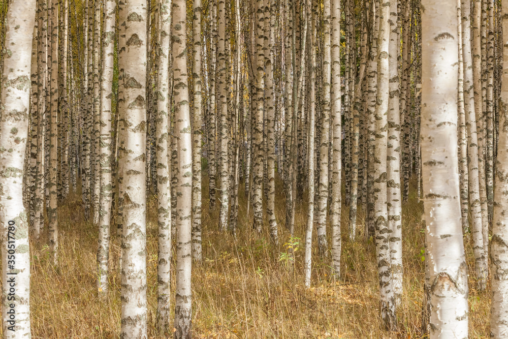 Birch trees with fresh green leaves in autumn. Sweden, selective focus Birch trees with fresh green leaves in autumn. Sweden, selective focus