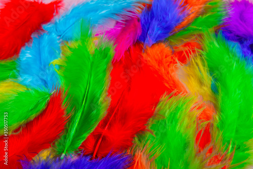 multi colored decorative feathers. 