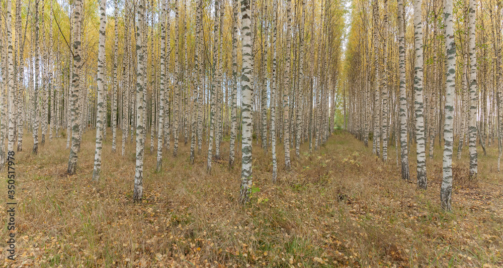Birch trees with fresh green leaves in autumn. Sweden. panorama, selective focus Birch trees with fresh green leaves in autumn. Sweden. panorama, selective focus