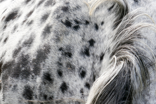 Background and texture with spots, print of a horse closeup.