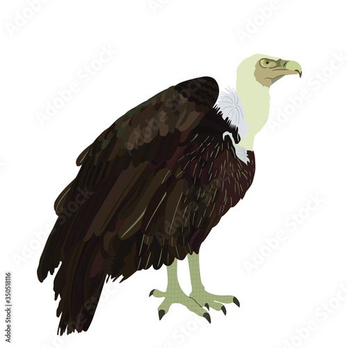 Vulture vector illustration isolated on white background. Big bird symbol. Griffon vulture zoo attraction.