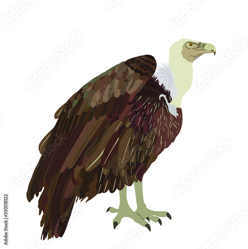Vulture vector illustration isolated on white background. Big bird symbol. Griffon vulture zoo attraction.