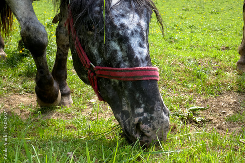 Big beautiful horse with spots on the farm. Horse breed Knabstrupper. © mar1sha
