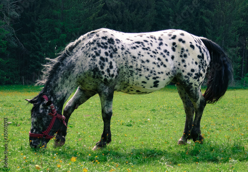Big beautiful horse with spots and a little foal on a farm. Knabstuppper horse  similar to a Delmatian.