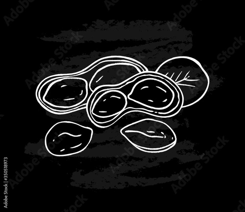 White hand drawn peanut images isolated on black chalkboard  background. Ink sketch of nuts. Vector illustration. Peanuts, nuts in shell and  leaf.