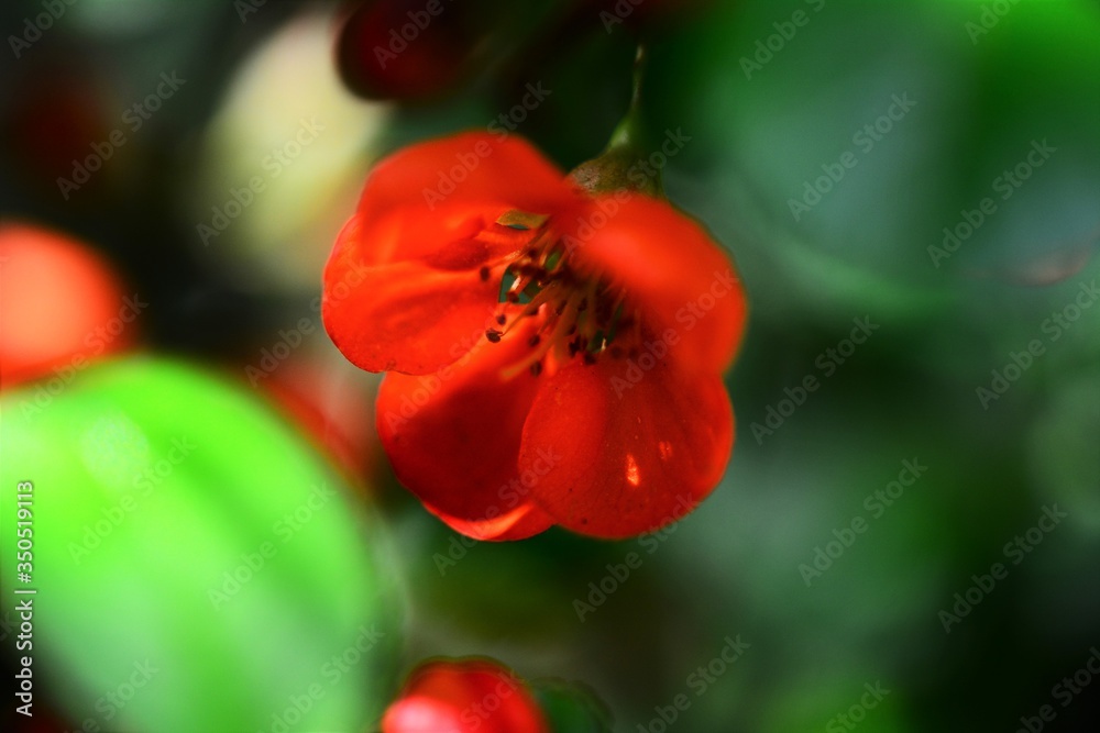 rote Blumen Hecke Busch Orange Blüte Bokeh Makro rote Blumen Hecke Busch Orange Blüte Bokeh Makro