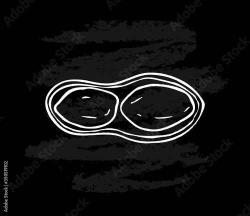 White peanut isolated on black chalkboard background. Ink sketch of nuts. Hand drawn vector illustration.