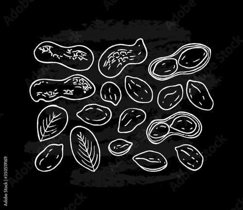 Set of white peanut images isolated on black chalkboard background. Ink sketch of nuts. Hand drawn vector illustration. Peanuts, nuts in shell and  leaves.