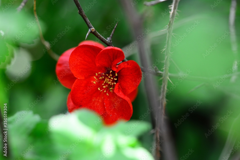 rote Blumen Hecke Busch Orange Blüte Bokeh Makro rote Blumen Hecke Busch Orange Blüte Bokeh Makro