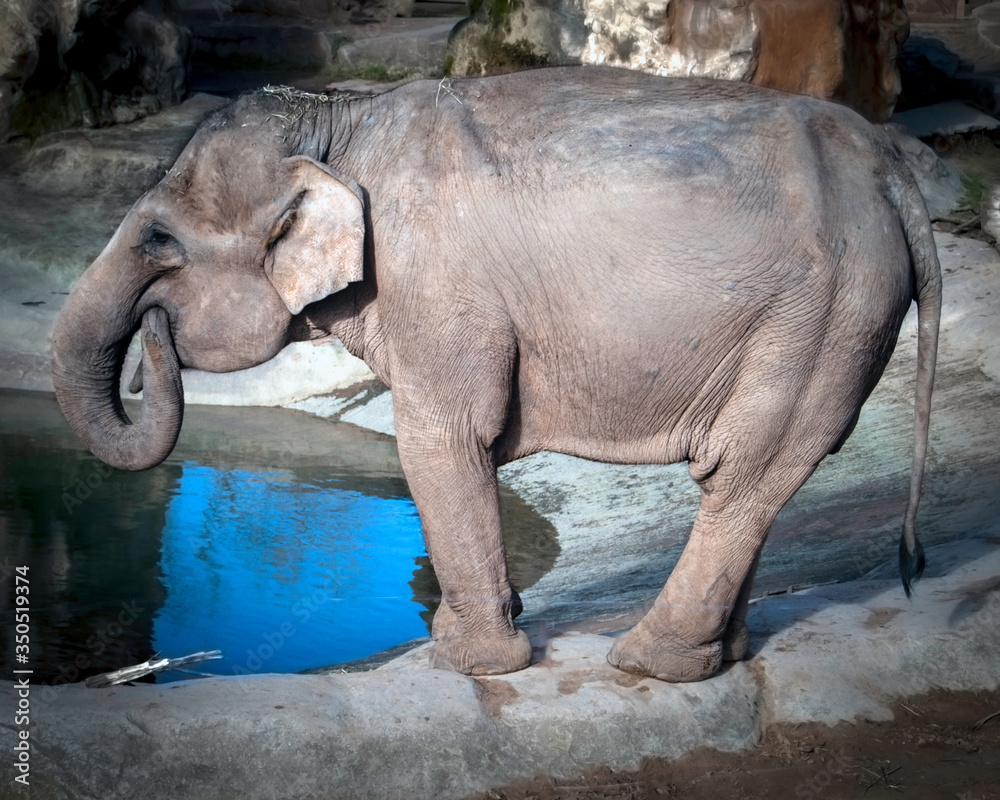 Fototapeta premium Elephant