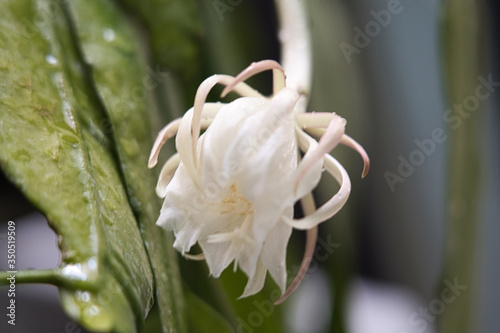 Epiphyllum Anguliger  white flower with water drops photo