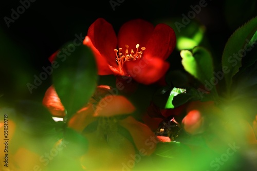 rote Blumen Hecke Busch Orange Blüte Bokeh Makro