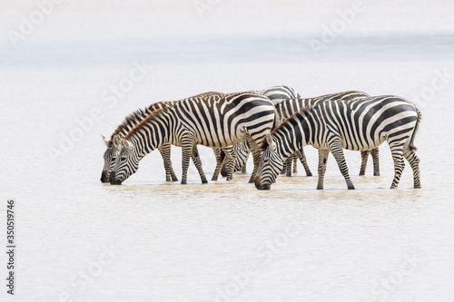 Common or Plains Zebra  Equus quagga  herd  drinking water  Ngorongoro crater national park  Tanzania
