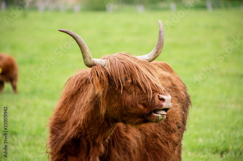 Scottish Higland cattle