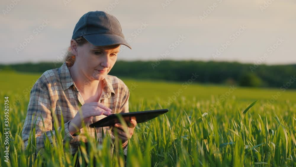 Female farmer sits in a wheat field, studies shoots, uses a tablet Female farmer sits in a wheat field, studies shoots, uses a tablet