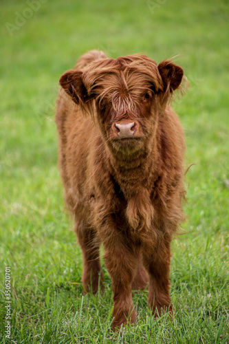 Scottish Higland cattle