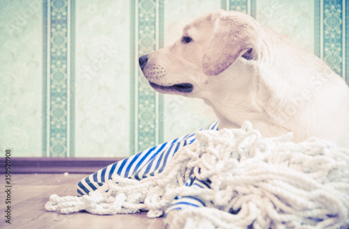 Fototapeta Naklejka Na Ścianę i Meble -  a cute Labrador retriever dog in a striped sailor's jersey with a rope lying on a wooden floor