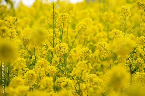 Rapeseed field, Blooming canola flowers © pikumin