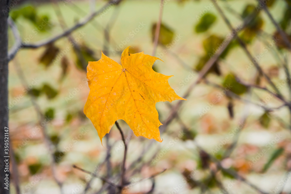 Obraz premium yellow maple leaf on a branch in an autumn garden