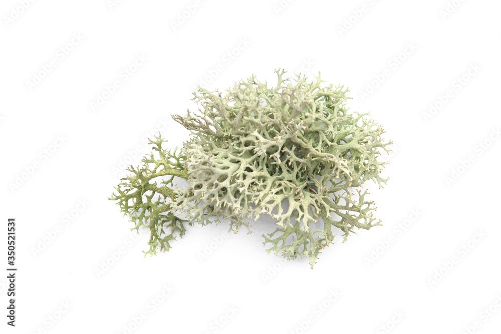 Tree moss isolated on white background. Piece of fresh Lichen forest plant. . - obrazy, fototapety, plakaty 