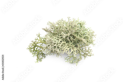 Tree moss isolated on white background. Piece of fresh Lichen forest plant. . photo