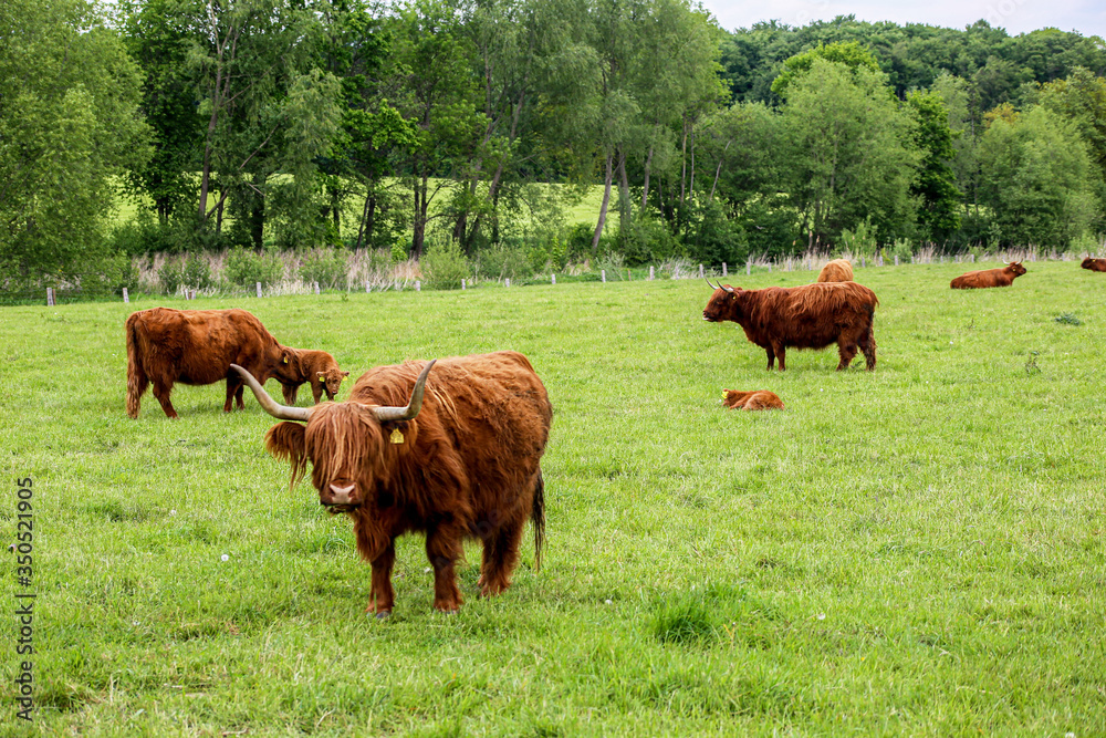 Scottish Higland cattle Scottish Higland cattle