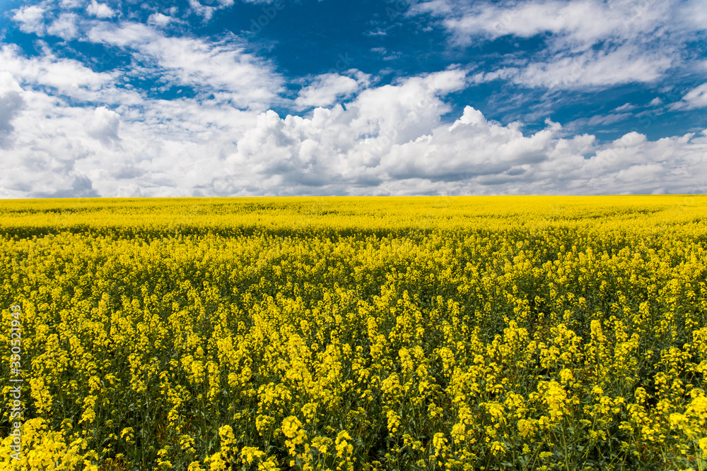 Yellow rapes flowers and blue sky with clouds. Ukraine, Europe. Beauty world.