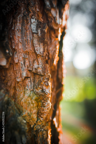 Textura de tronco de un árbol