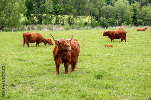 Scottish Higland cattle