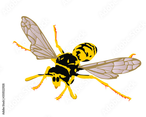 Wasp vector illustration isolated on white background. Honey bee vector silhouette symbol. Insect shadow. Hornet silhouette. Poison animal.