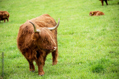 Scottish Higland cattle