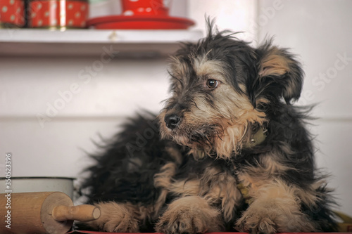 cute black and brown dog mongrel  terrier photo