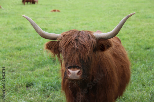 Scottish Higland cattle