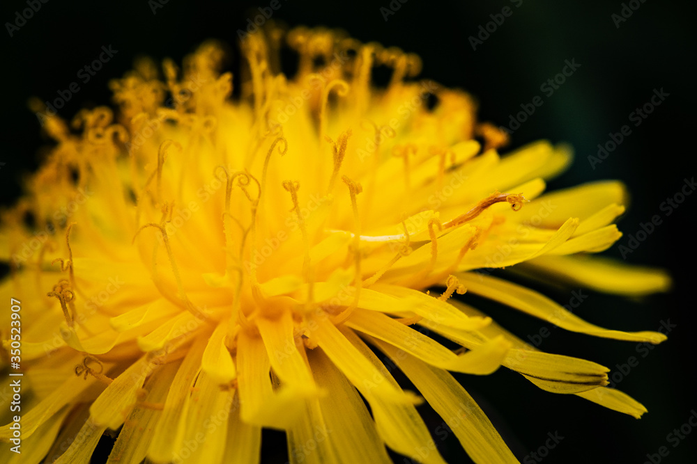 Dandelion flower close up, Taraxacum officinale Dandelion flower close up, Taraxacum officinale