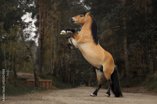 Fotografija Portrait of a harness horse