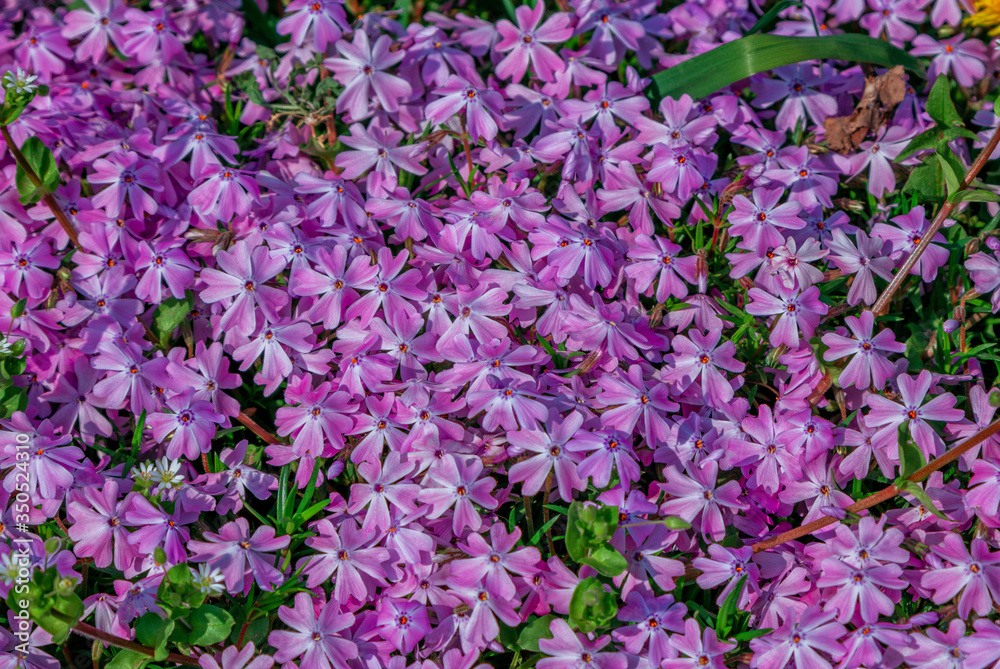 Obraz premium Beautiful purple phlox flowers, growing on the meadow. Spring nature background.