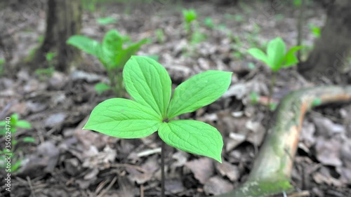 Young leaves of the  Paris quadrifolia plant. photo