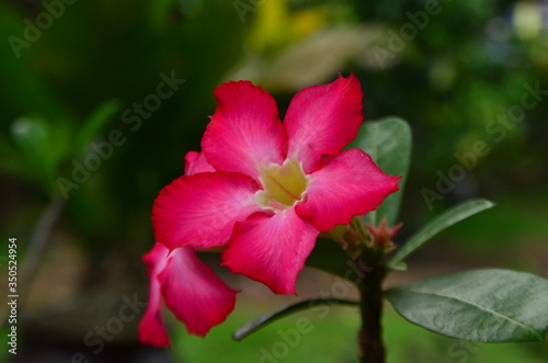 Trumpet-Flower pink colour green leaf and beautiful background to nature seen.