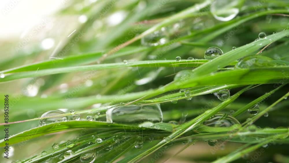 Green grass with raindrops, summer outdoors. Green grass with raindrops, summer outdoors.