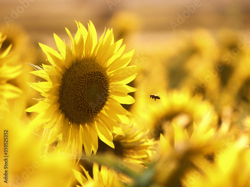 Bee pollinating a sunflower in a sunflower field