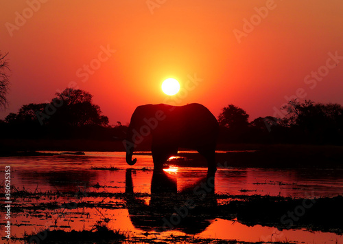 Sticker Elephant reflected on lake during sunset in Botswana