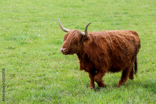 Scottish Higland cattle
